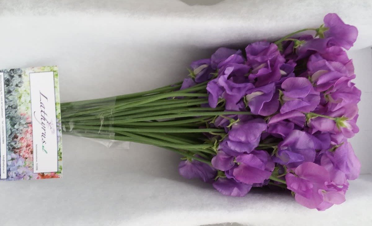 Срезанные цветы оптом Lathyrus od mauve от 50шт из Голландии с доставкой по России