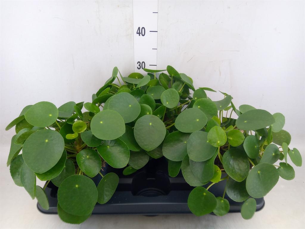 Горшечные цветы и растения оптом Pilea Peperomioides от 3шт из Голландии с доставкой по России