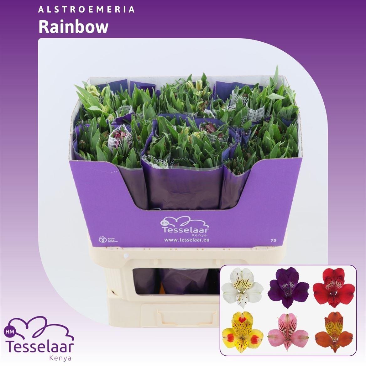 Срезанные цветы оптом Alstroemeria mix rainbow от 60шт из Голландии с доставкой по России