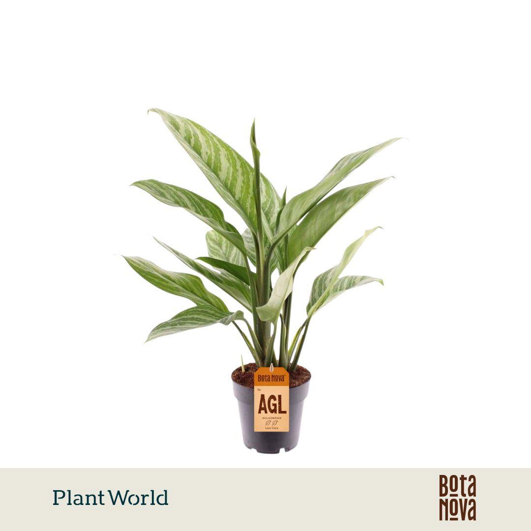 Горшечные цветы и растения оптом Aglaonema Stripes от 7шт из Голландии с доставкой по России
