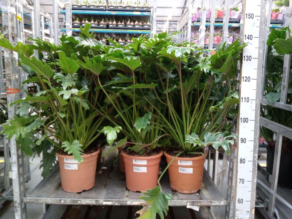 Горшечные цветы и растения оптом Philodendron Xanadu от 1шт из Голландии с доставкой по России