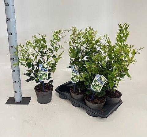 Горшечные цветы и растения оптом Ligus Japonicum от 6шт из Голландии с доставкой по России