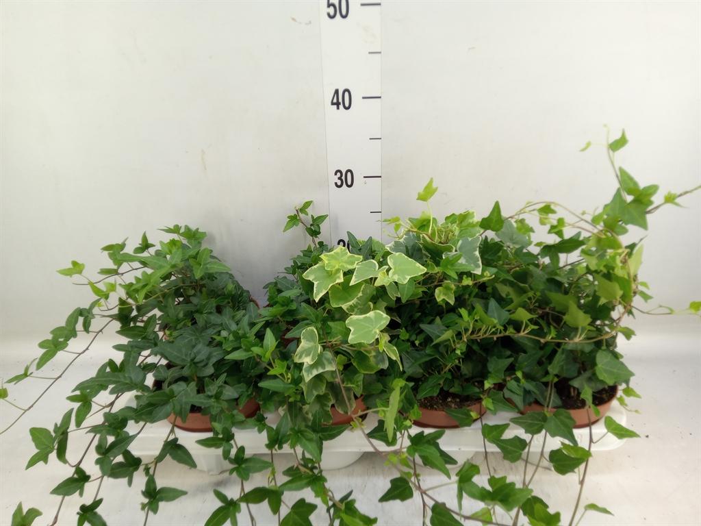 Горшечные цветы и растения оптом Hedera   ...mix от 8шт из Голландии с доставкой по России