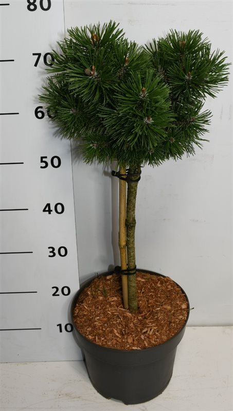 Горшечные цветы и растения оптом Pinus Mugo Mops On Stem от 1шт из Голландии с доставкой по России