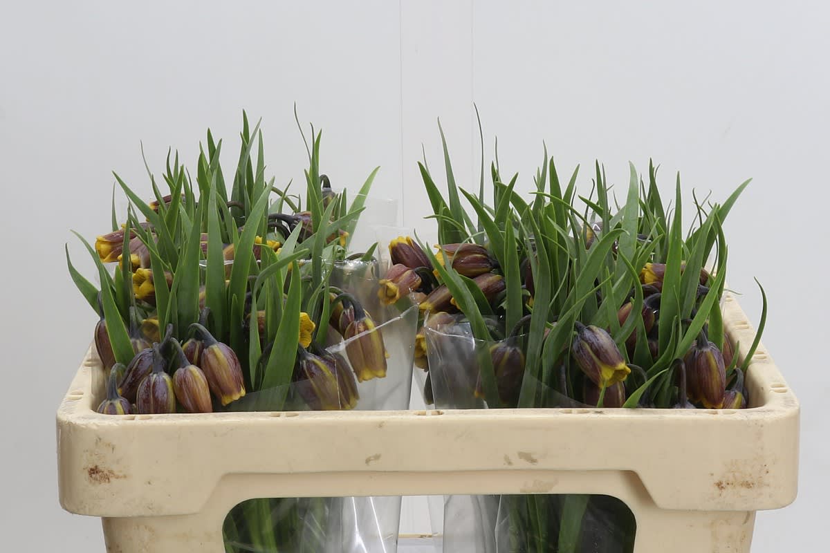 Срезанные цветы оптом Fritillaria uva-vulpis от 80шт из Голландии с доставкой по России