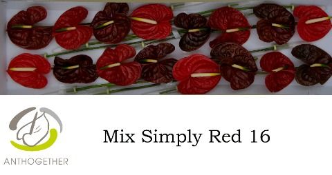 Срезанные цветы оптом Anthurium mix red от 12шт. из Голландии с доставкой по России