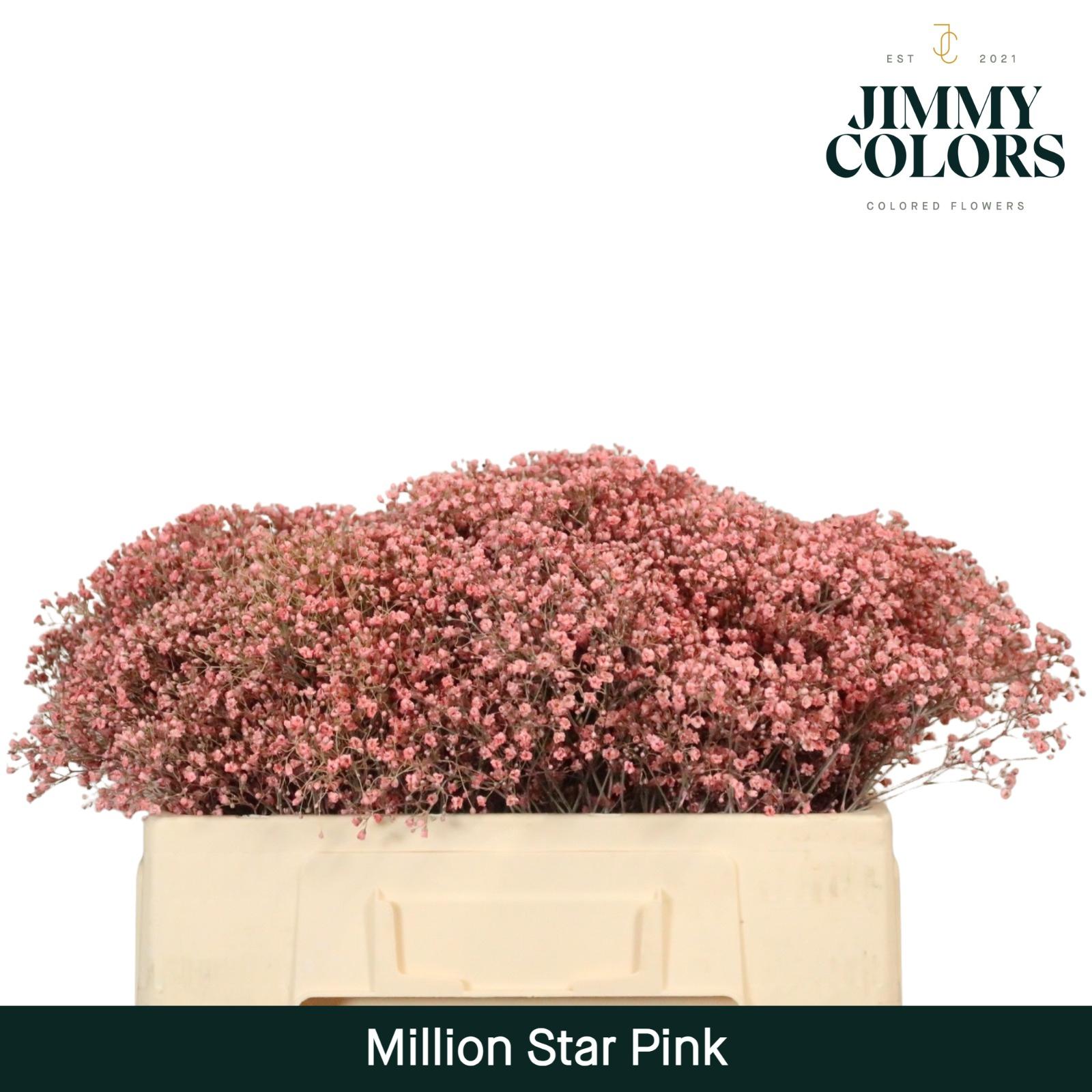 Срезанные цветы оптом Gyps fine paint pink от 100шт из Голландии с доставкой по России