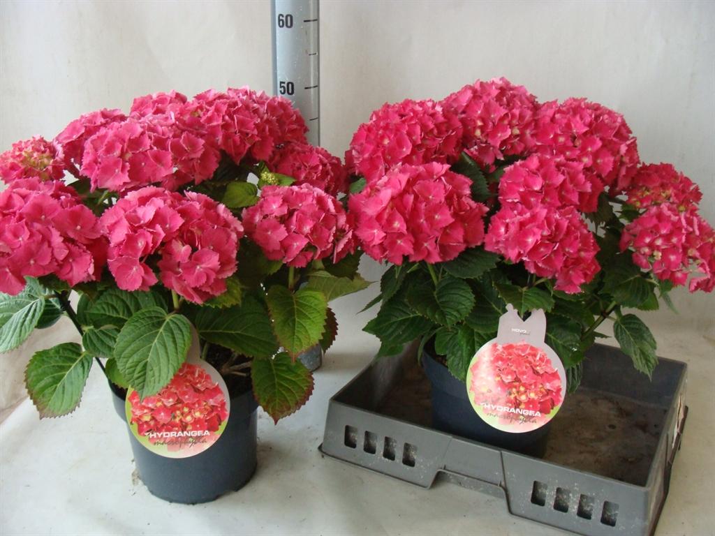 Горшечные цветы и растения оптом Hydrangea Mac.   ... от 2шт из Голландии с доставкой по России