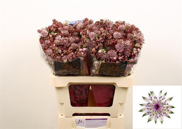 Срезанные цветы оптом Astrantia star of africa от 100шт из Голландии с доставкой по России