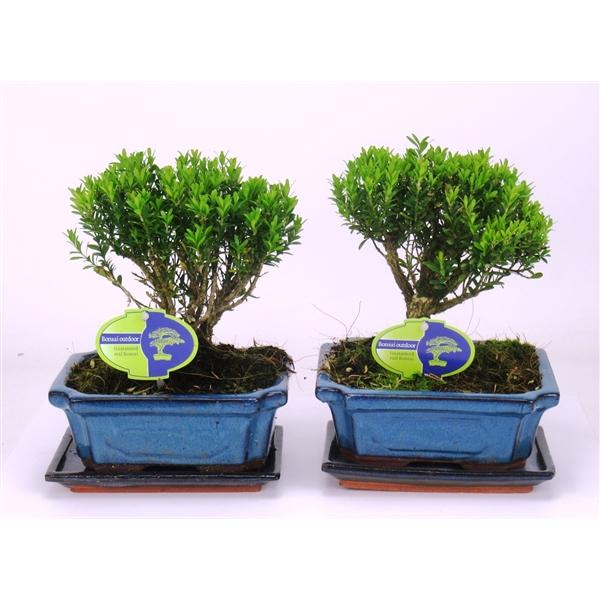 Горшечные цветы и растения оптом Bonsai Buxus Harlandii, With Driptray от 6шт из Голландии с доставкой по России