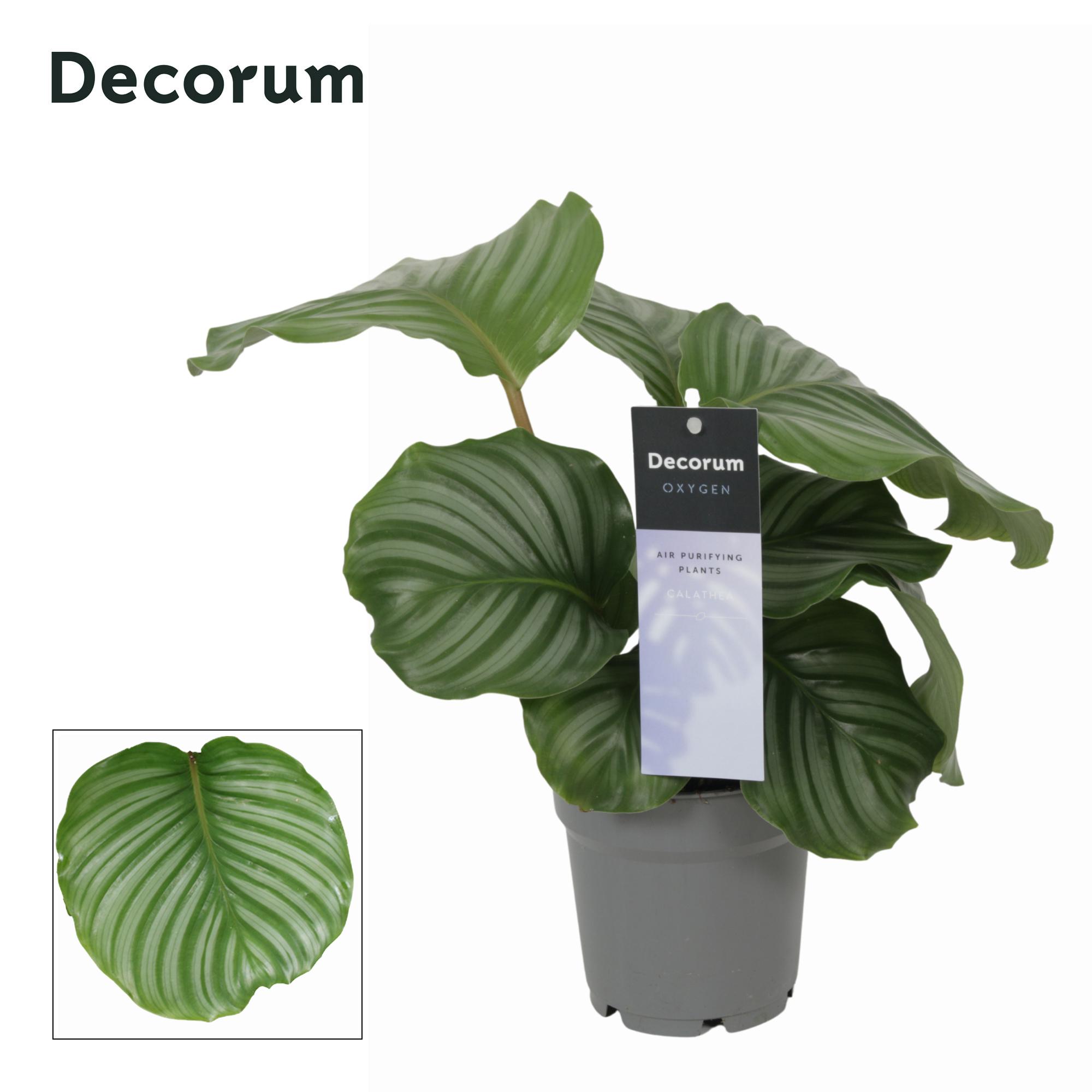 Горшечные цветы и растения оптом Calathea Orbifolia (decorum) от 6шт из Голландии с доставкой по России