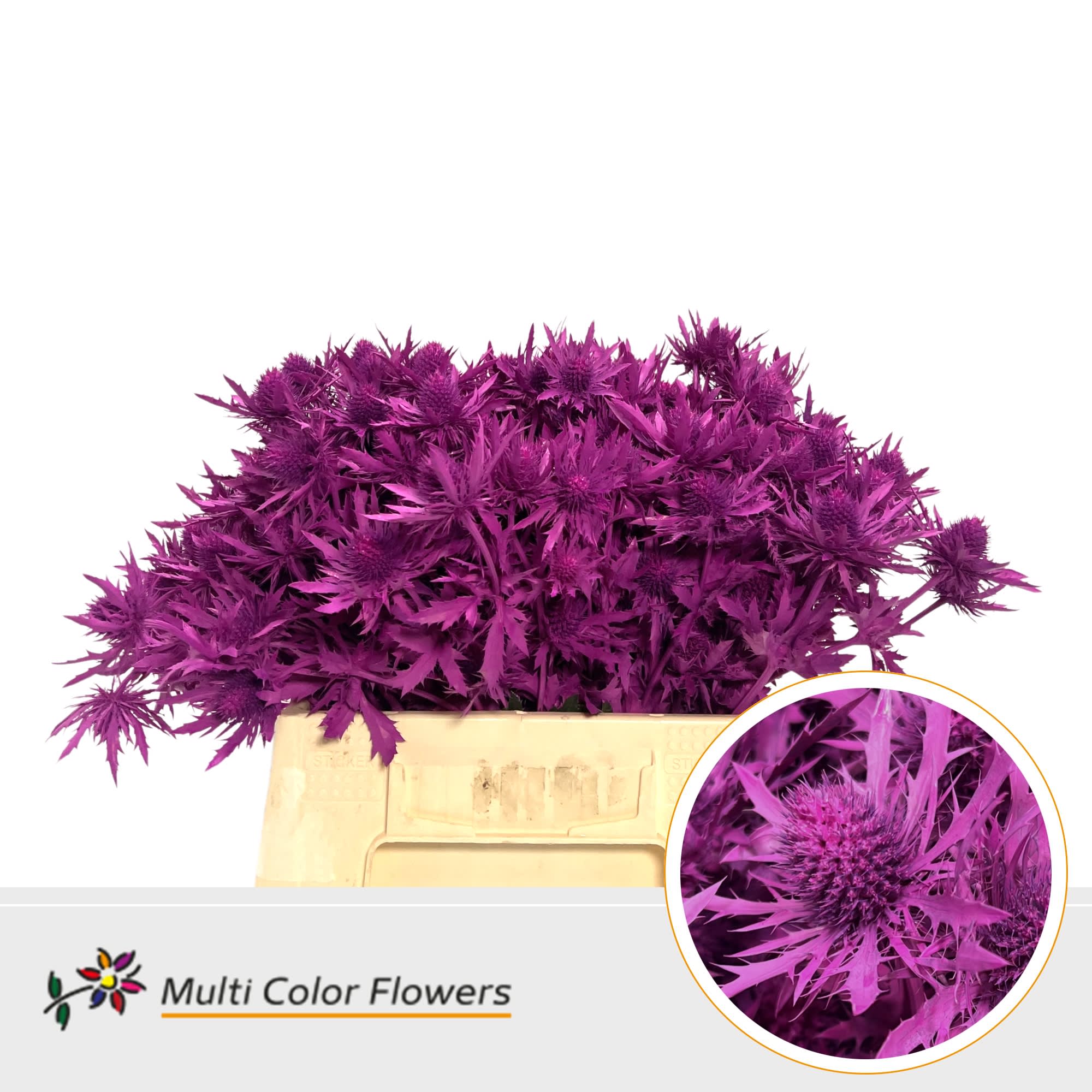 Срезанные цветы оптом Eryngium paint cerise от 60шт из Голландии с доставкой по России