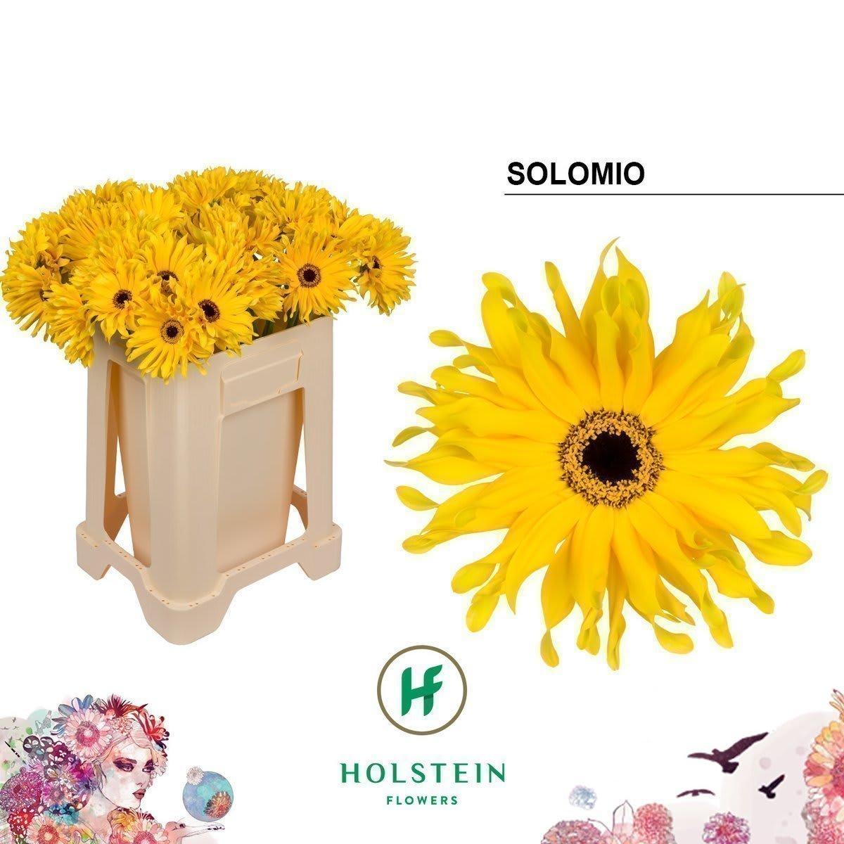 Срезанные цветы оптом Gerbera gerpasta solomio от 40шт из Голландии с доставкой по России