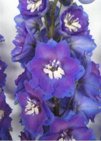 Срезанные цветы оптом Delphinium el du blue light от 30шт из Голландии с доставкой по России