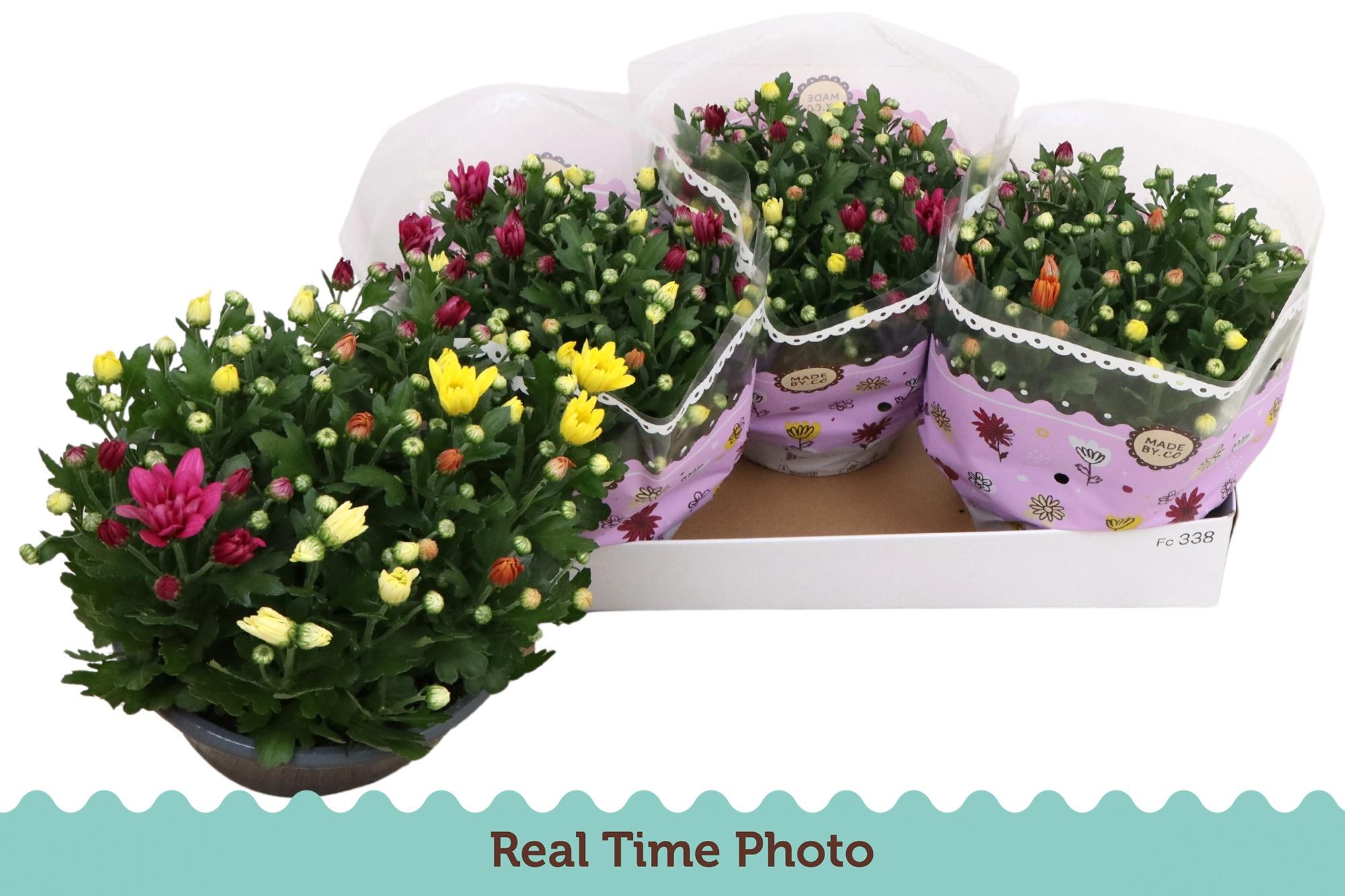 Горшечные цветы и растения оптом Chrys Gem In Pot от 3шт из Голландии с доставкой по России