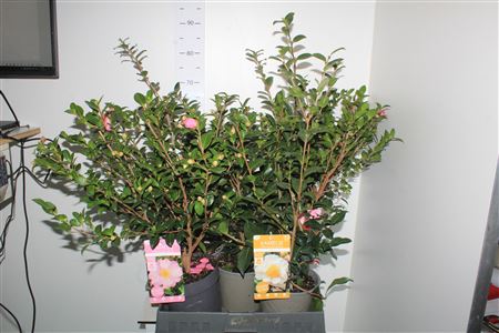 Горшечные цветы и растения оптом Came Sasanqua 25 Bloemen +++ от 5шт из Голландии с доставкой по России