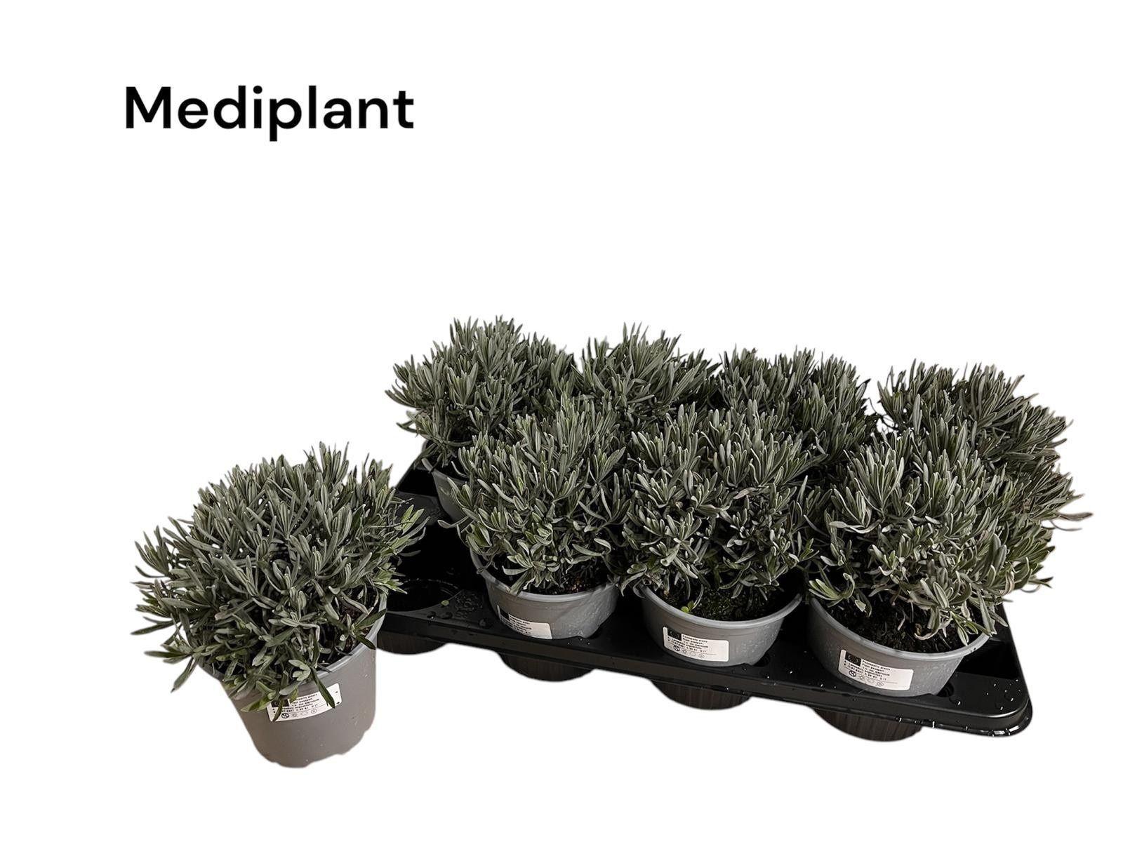 Горшечные цветы и растения оптом Lavan Angustifolia от 8шт из Голландии с доставкой по России