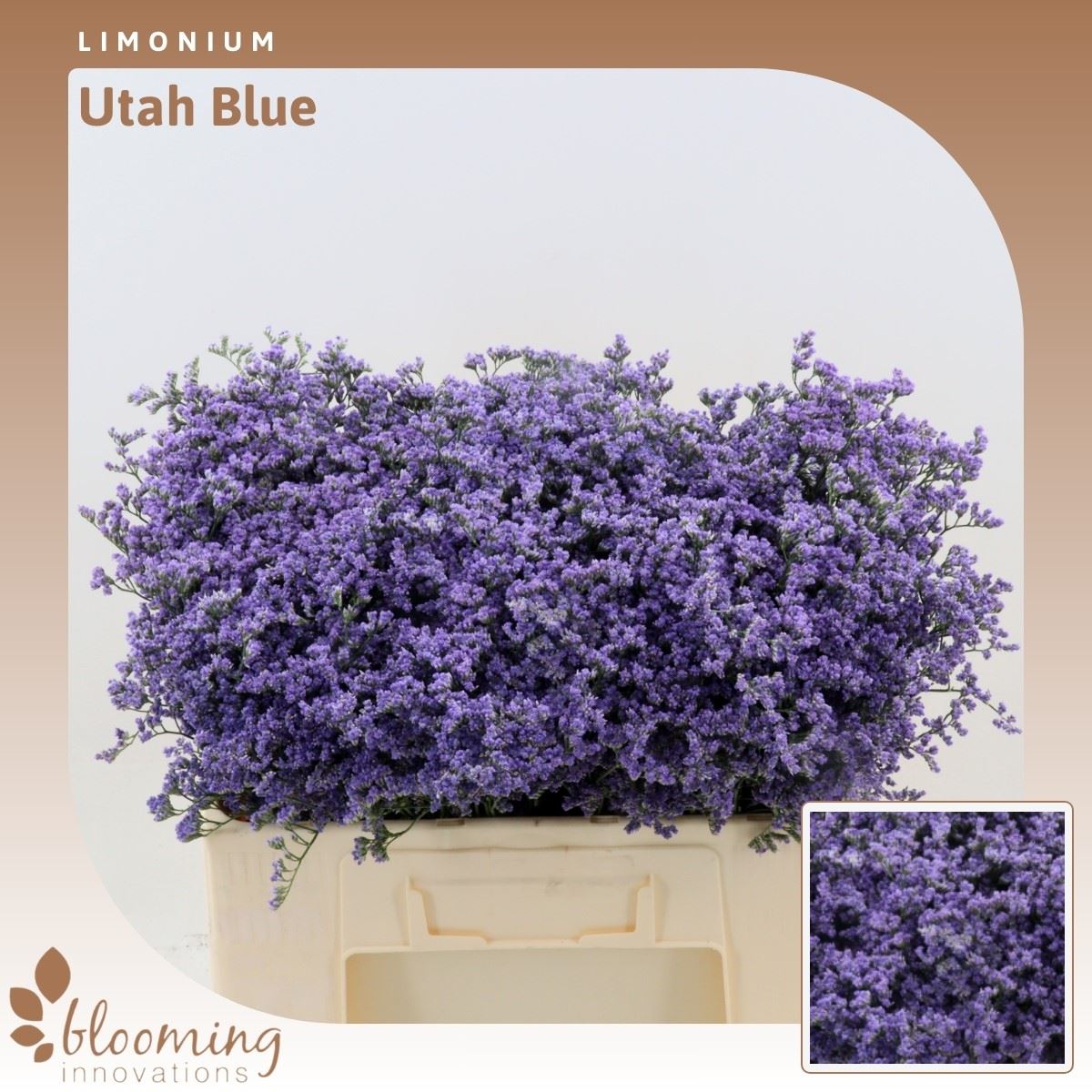 Срезанные цветы оптом Limonium utah blue от 1500шт. из Голландии с доставкой по России Срезанные цветы оптом Limonium utah blue от 1500шт. из Голландии с доставкой по России