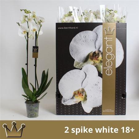 Горшечные цветы и растения оптом Phal 2st White 18+ (bernhard) от 12шт из Голландии с доставкой по России