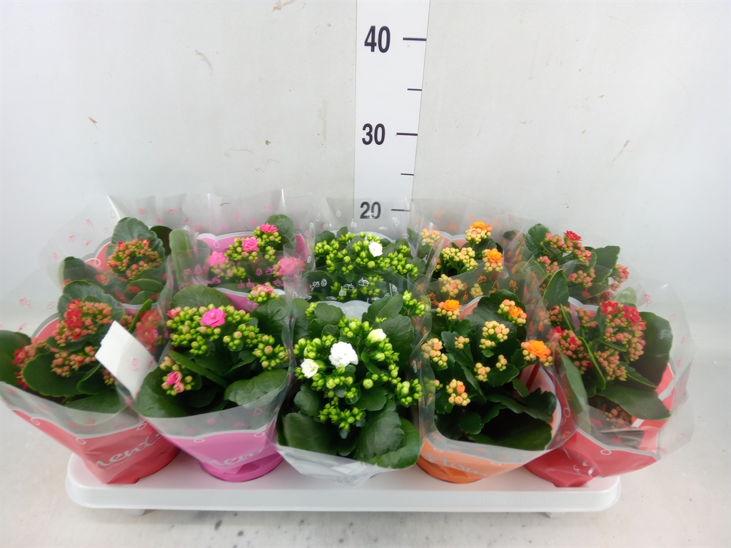 Горшечные цветы и растения оптом Kalanchoe Blos.   ..rosebud Mix  5 от 10шт' из Голландии с доставкой по России