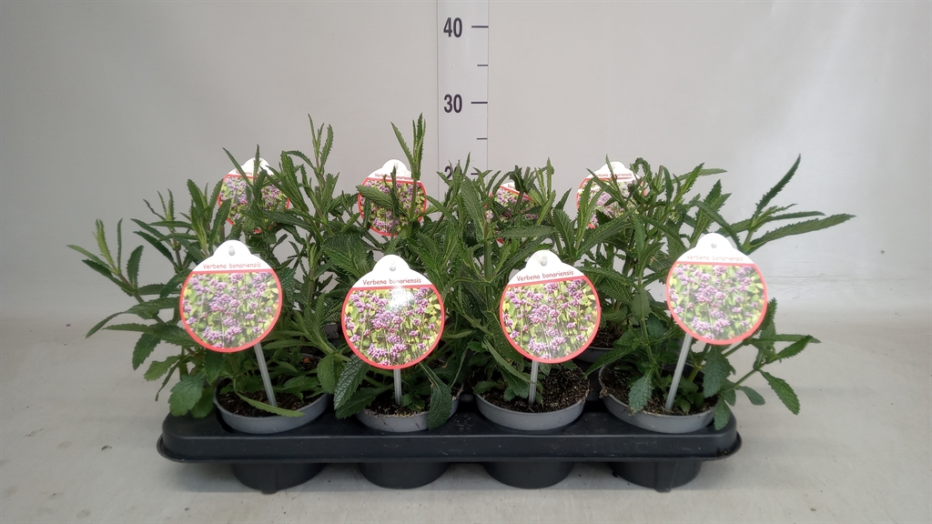 Горшечные цветы и растения оптом Verbena Bonariensis от 8шт из Голландии с доставкой по России