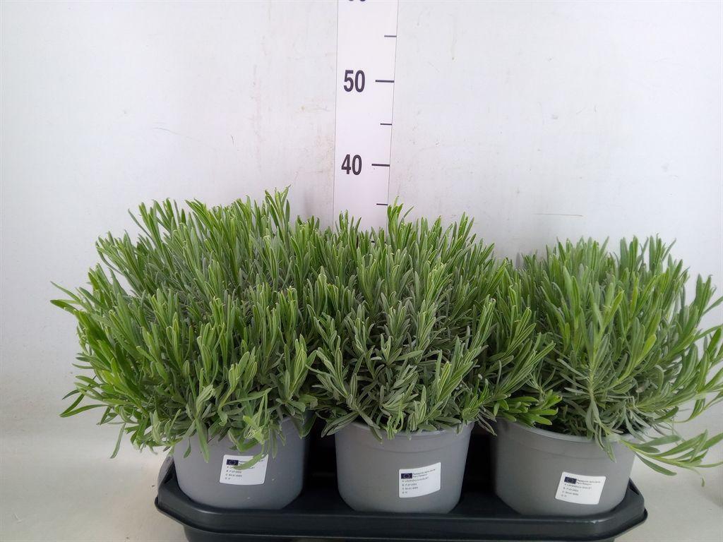 Горшечные цветы и растения оптом Lavandula Angus. от 3шт из Голландии с доставкой по России