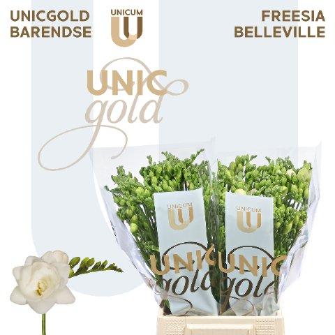Срезанные цветы оптом Freesia do belleville A от 100шт из Голландии с доставкой по России