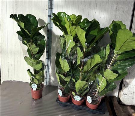 Горшечные цветы и растения оптом Ficus Lyrata от 6шт из Голландии с доставкой по России