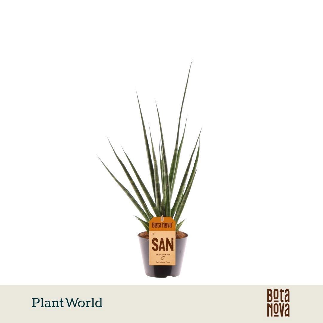 Горшечные цветы и растения оптом Sansevieria digitorum от 12шт (для телеги) из Голландии с доставкой по России