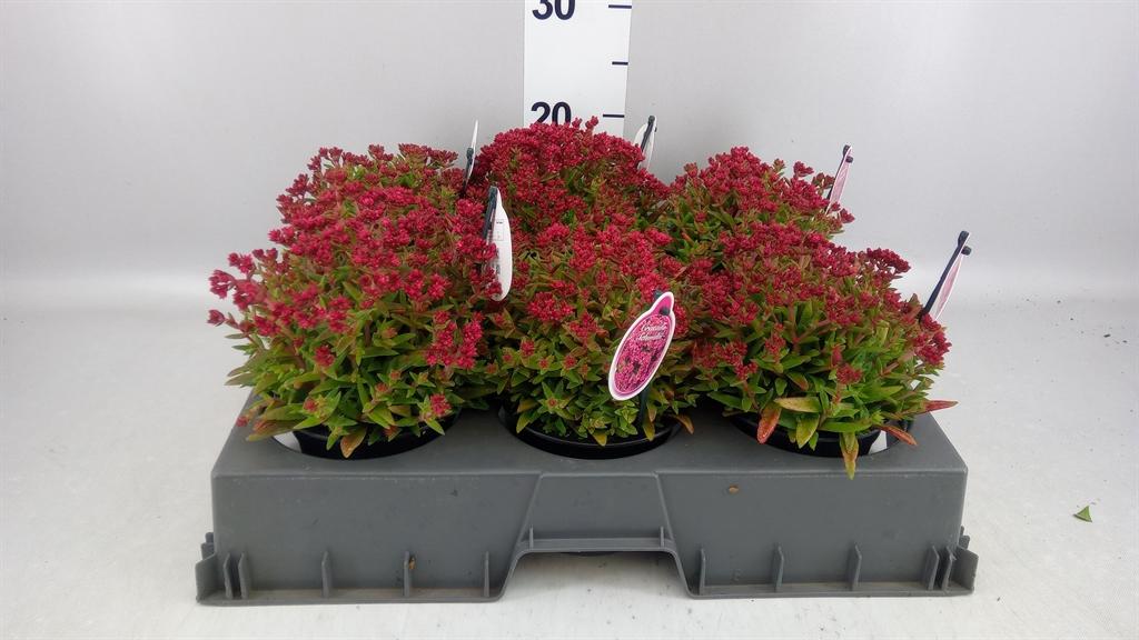 Горшечные цветы и растения оптом Crassula Schmidtii от 6шт из Голландии с доставкой по России