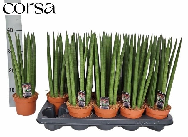 Горшечные цветы и растения оптом Sansev Trifascia  Ov от 10шт из Голландии с доставкой по России