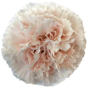 Срезанные цветы оптом Dianthus st brut от 240шт из Голландии с доставкой по России