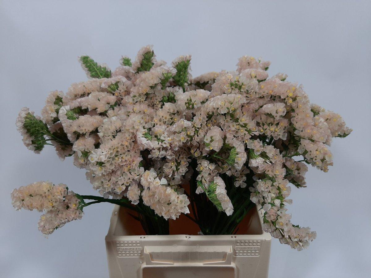 Срезанные цветы оптом Statice apricot sun birds от 50шт из Голландии с доставкой по России