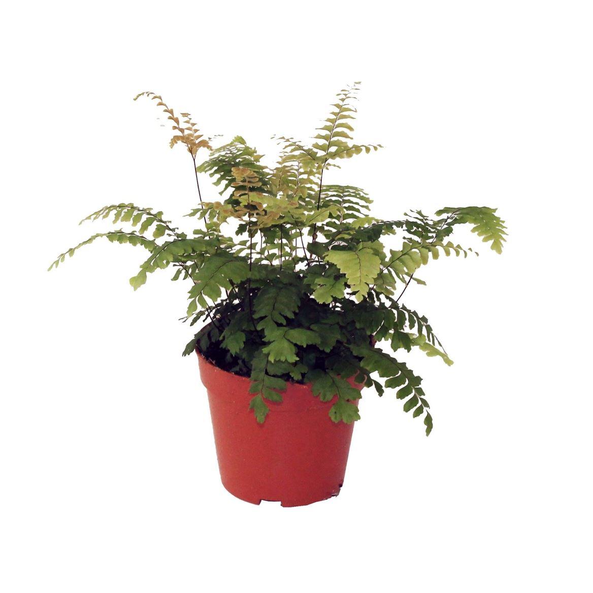 Горшечные цветы и растения оптом Adiantum Bronze Venus от 10шт из Голландии с доставкой по России