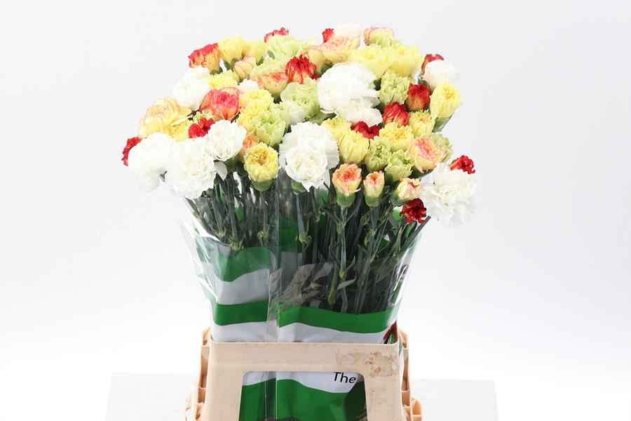 Срезанные цветы оптом Dianthus st mix rainbow yellow от 80шт из Голландии с доставкой по России