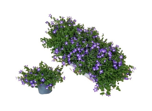 Горшечные цветы и растения оптом Camp Pos Adan Purpl от 8шт (для телеги) из Голландии с доставкой по России