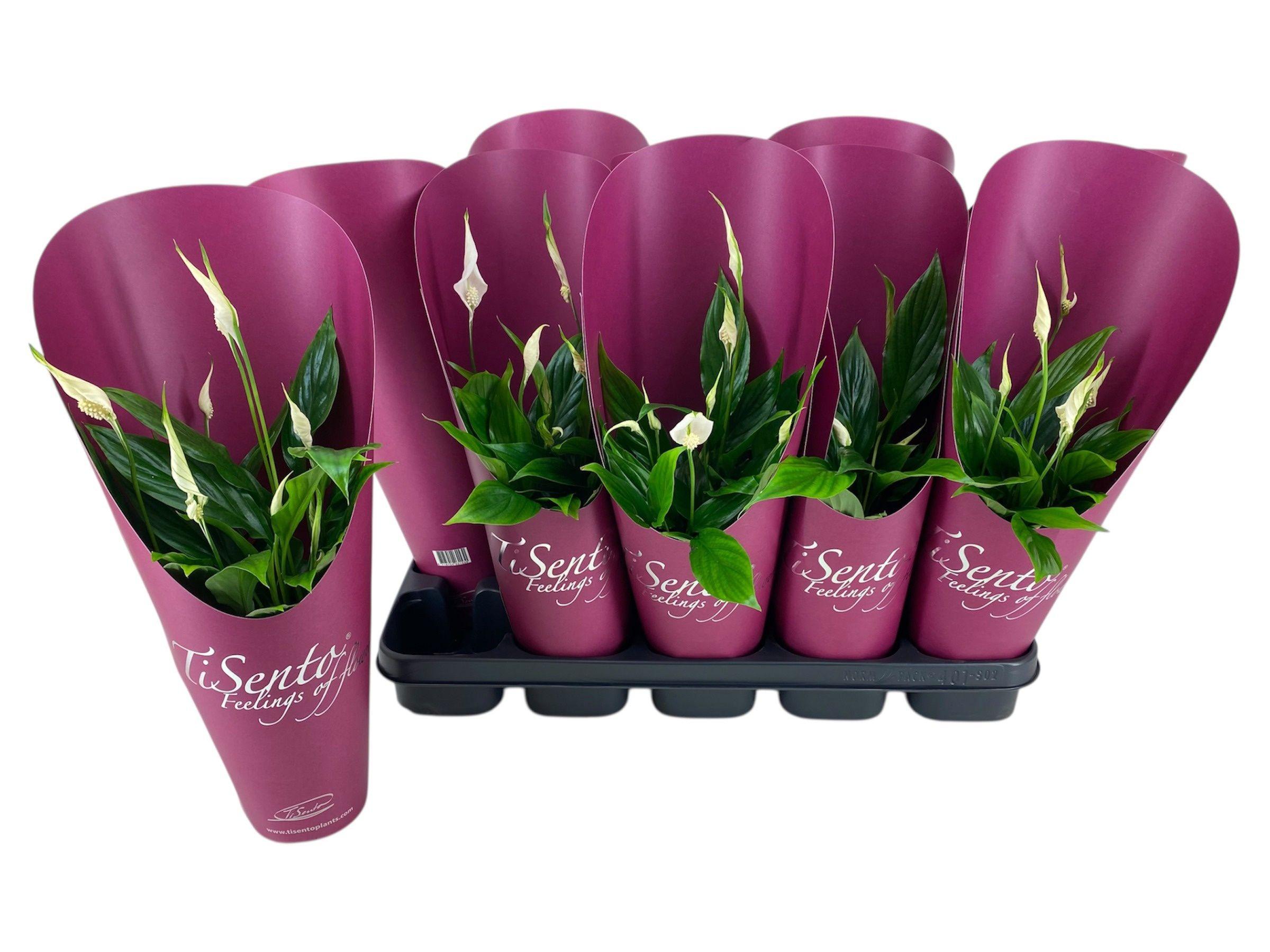 Горшечные цветы и растения оптом Spath Ov от 8шт из Голландии с доставкой по России