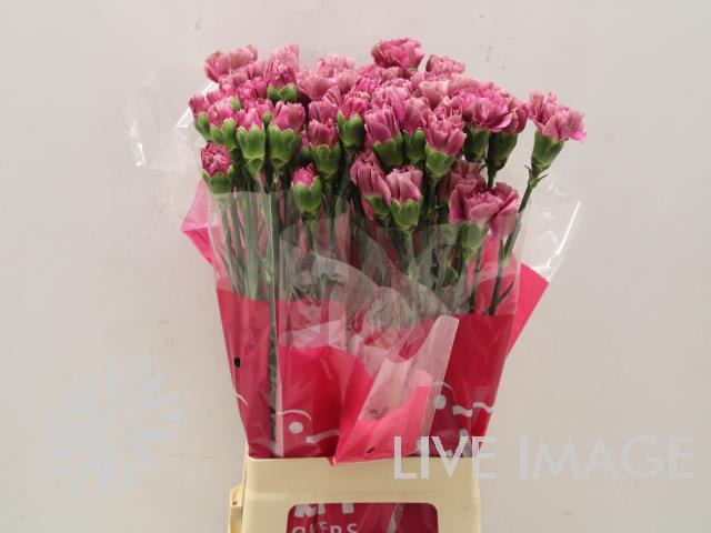 Срезанные цветы оптом Dianthus st edmond от 80шт из Голландии с доставкой по России