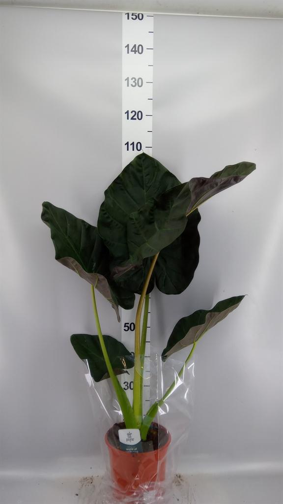 Горшечные цветы и растения оптом Alocasia regal Shields от 1шт (для телеги) из Голландии с доставкой по России