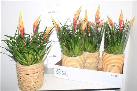 Горшечные цветы и растения оптом Vries Shannon In Deco Pot от 4шт из Голландии с доставкой по России