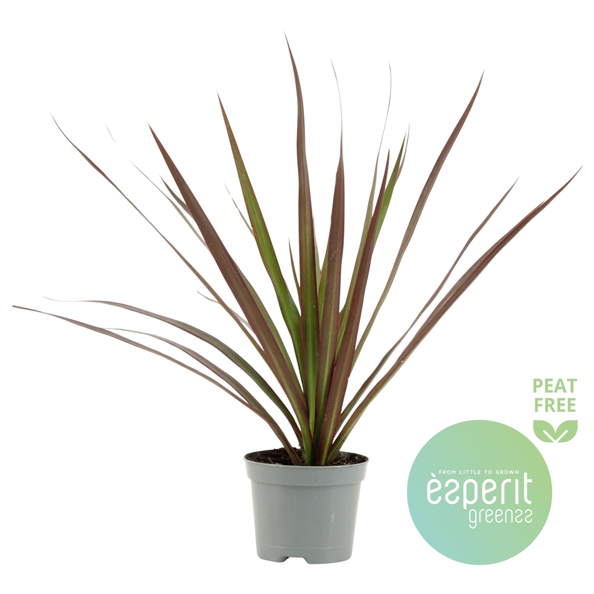 Горшечные цветы и растения оптом Drac Magenta Head от 21шт (для телеги) из Голландии с доставкой по России