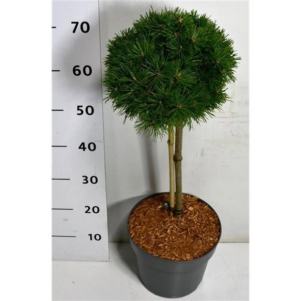 Горшечные цветы и растения оптом Pinus Mugo Benjamin On Stem от 1шт из Голландии с доставкой по России