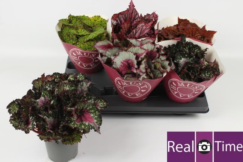 Горшечные цветы и растения оптом Begonia Beleaf Mix от 6шт (для телеги) из Голландии с доставкой по России