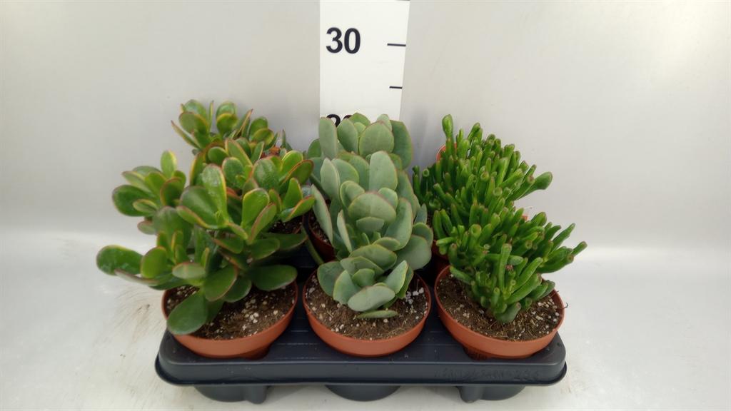 Горшечные цветы и растения оптом Crassula ...mix от 6шт из Голландии с доставкой по России