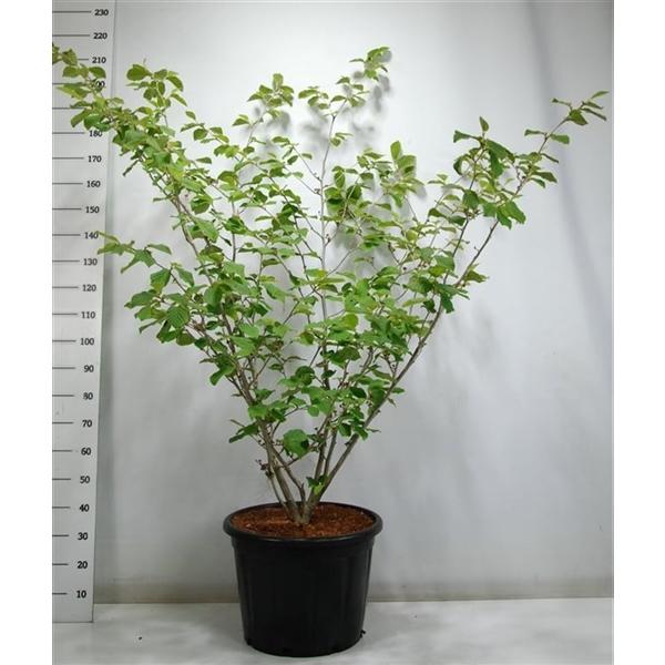 Горшечные цветы и растения оптом Hamamelis Int Westerstede от 1шт из Голландии с доставкой по России Горшечные цветы и растения оптом Hamamelis Int Westerstede от 1шт из Голландии с доставкой по России