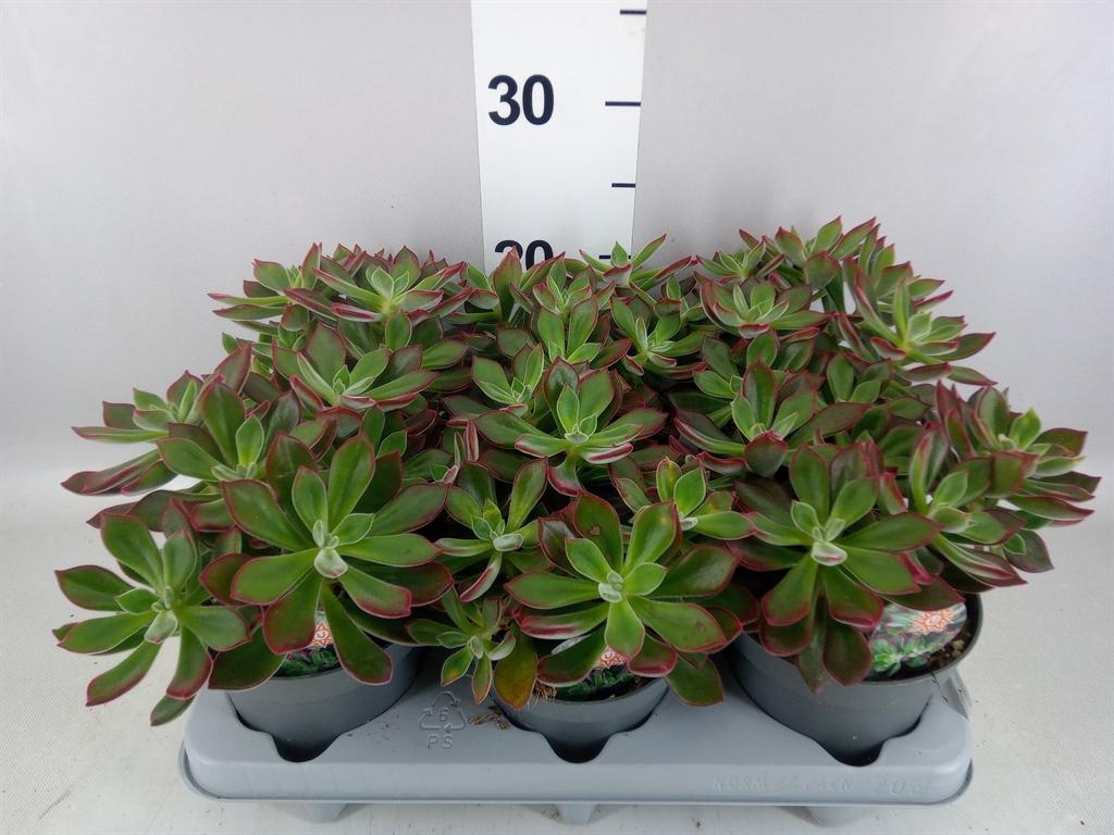 Горшечные цветы и растения оптом Echeveria Pulvinata devotion от 6шт из Голландии с доставкой по России