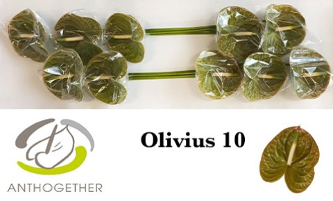Срезанные цветы оптом Anthurium olivius от 10шт из Голландии с доставкой по России