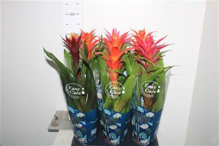 Горшечные цветы и растения оптом Guzm Gem 3 Srt от 6шт из Голландии с доставкой по России