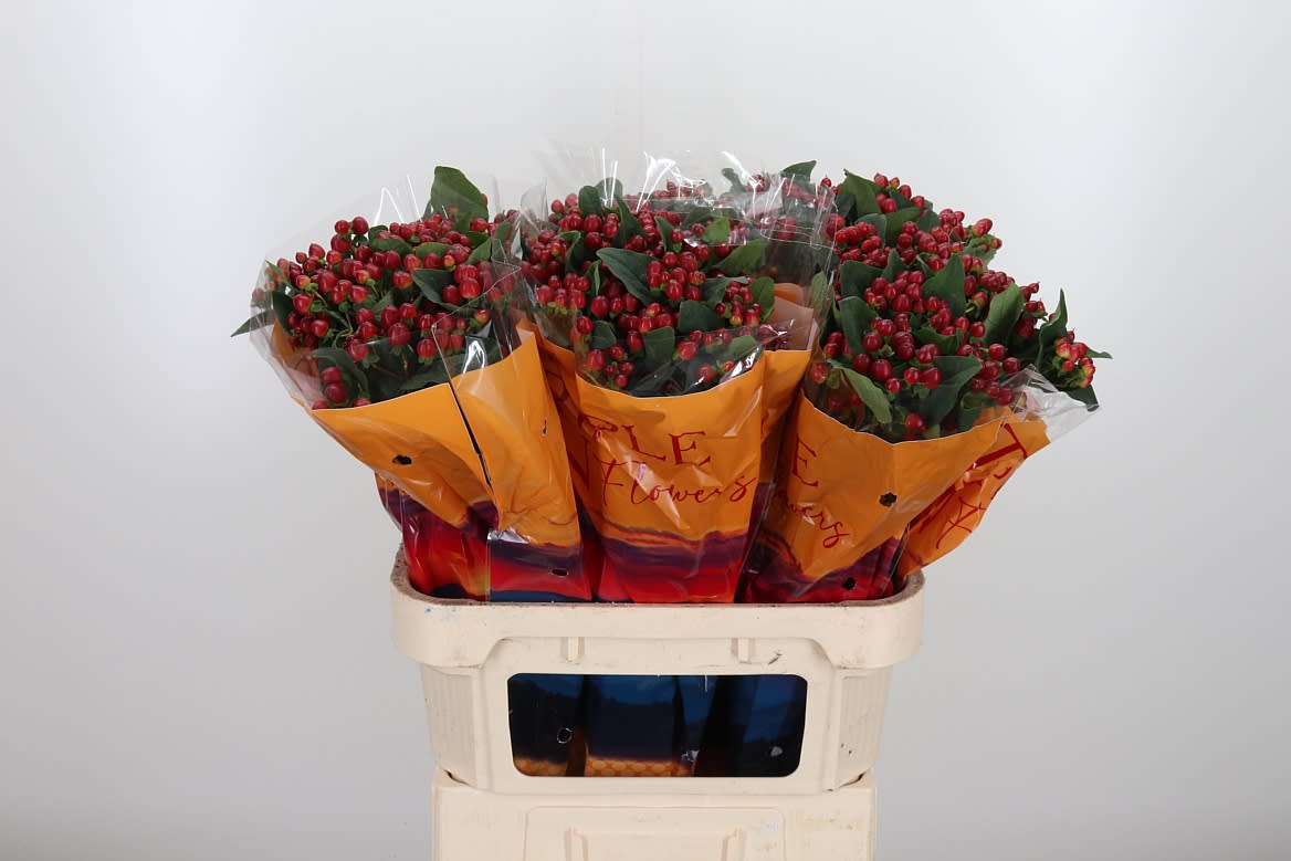 Срезанные цветы оптом Hypericum mag lightning от 150шт из Голландии с доставкой по России