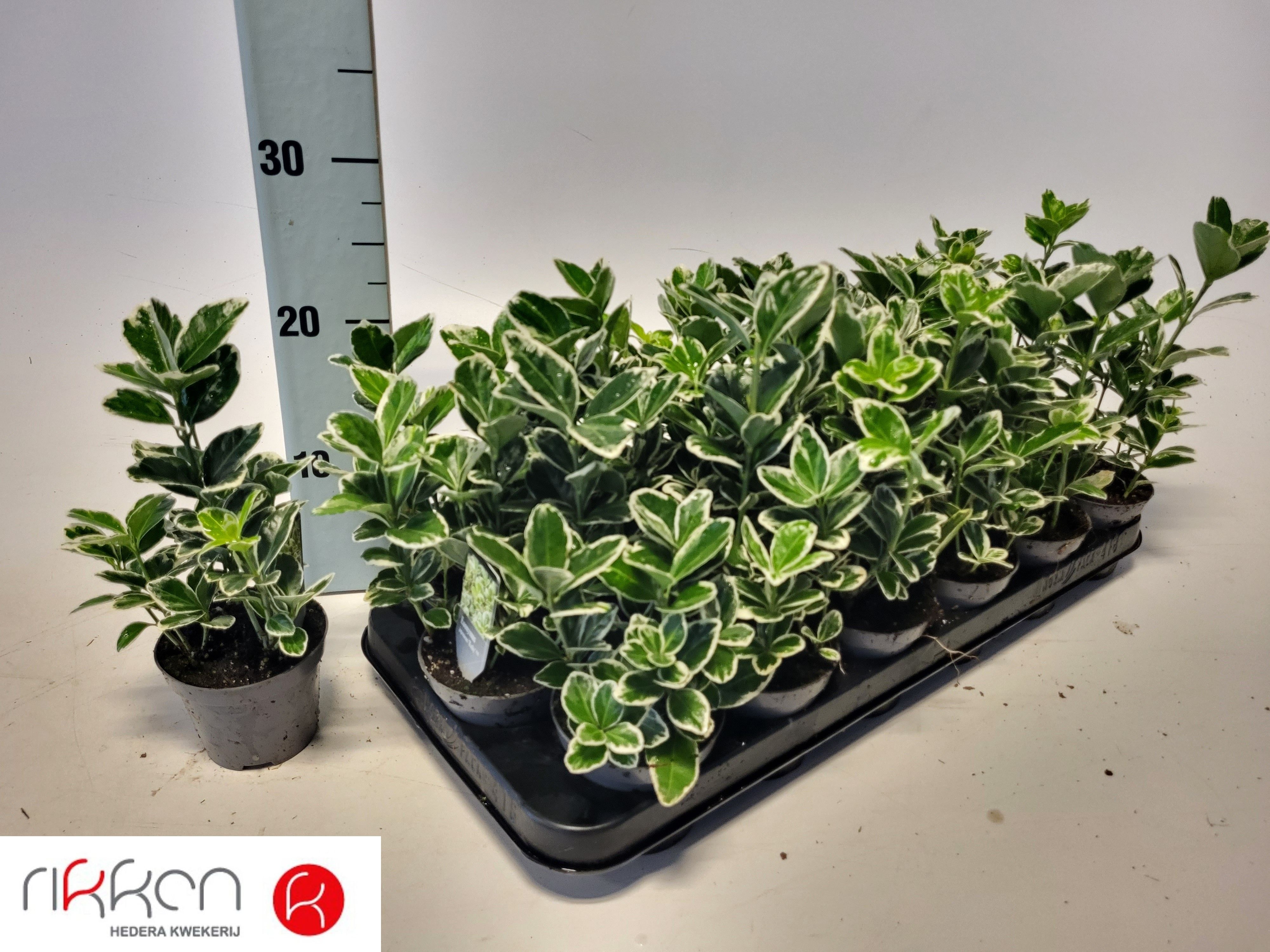 Горшечные цветы и растения оптом Euonymus Jap Kathy от 18шт (для телеги) из Голландии с доставкой по России